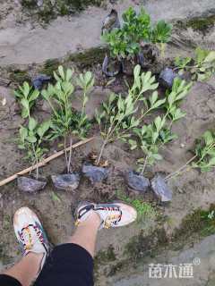 高度40厘米海桐