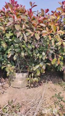 冠幅100厘米红叶石楠球