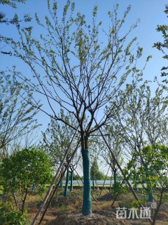 20公分朴树
