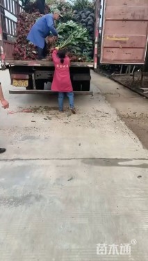 高度80厘米结香