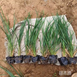 高度65厘米拂子茅