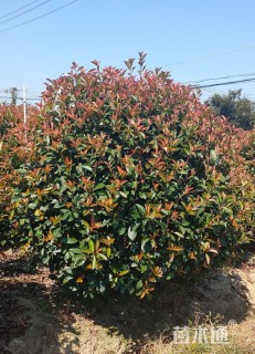 冠幅200厘米红叶石楠球