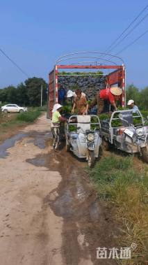 高度40厘米小叶黄杨