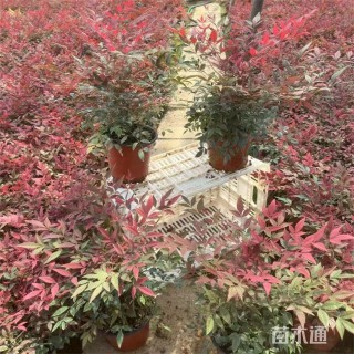 高度31厘米南天竹