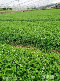 高度20厘米姬岩垂草