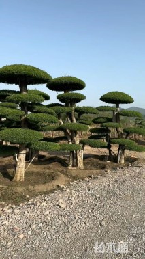 40公分对节白蜡