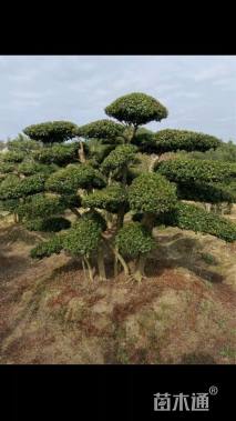 30公分造型赤楠