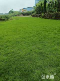 草卷状马尼拉草