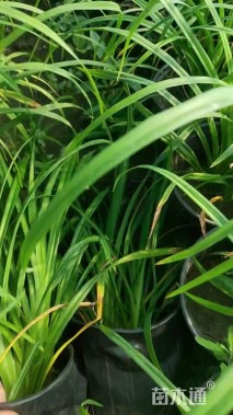 高度30厘米常绿萱草