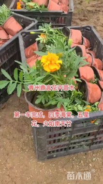 高度20厘米孔雀草