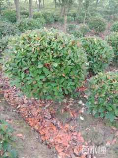 冠幅180厘米红叶石楠球