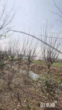 高度300厘米珍珠梅