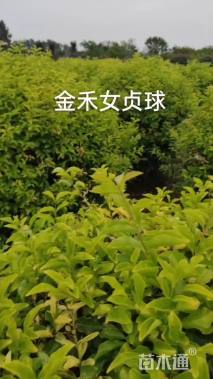 冠幅180厘米金禾女贞球