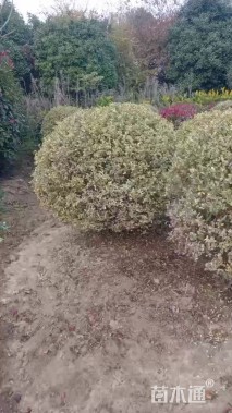 冠幅150厘米银姬小蜡球