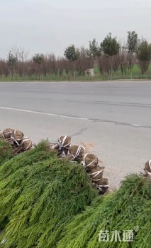 高度50厘米河南桧