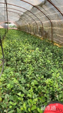 高度20厘米茶梅