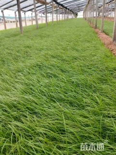 高度10厘米青绿苔草