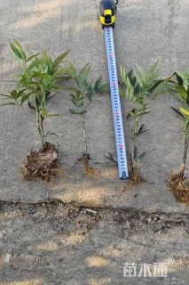 高度30厘米十大功劳