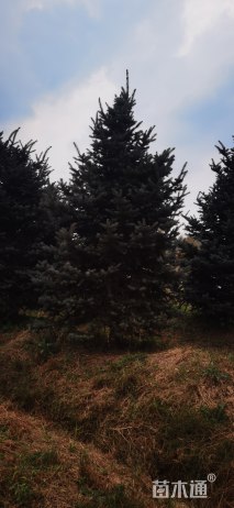 高度150厘米美国蓝杉