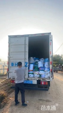 高度20厘米香雪球