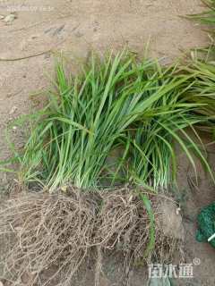 高度25厘米麦冬