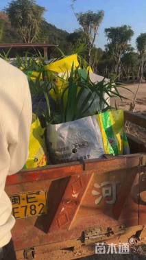 高度20厘米鸢尾