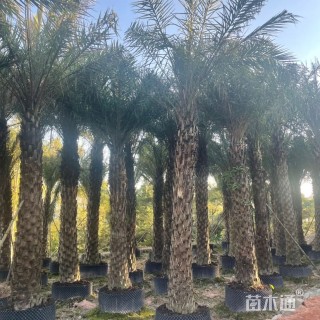 裸干高300厘米中东海枣