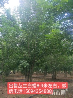 10公分丛生白蜡