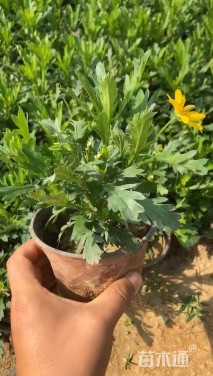 高度10厘米木春菊