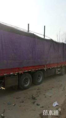 高度50厘米细叶芒