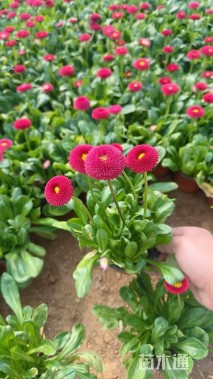 高度20厘米雏菊