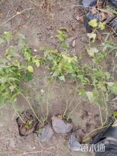 高度60厘米棣棠