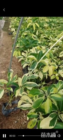 高度25厘米澳洲鸭脚木