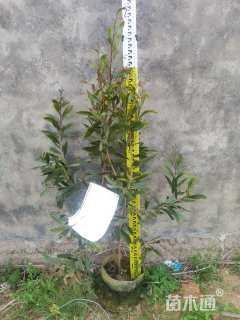 2公分台湾相思树