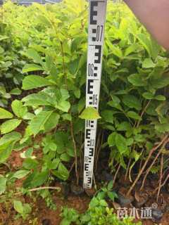 0.5公分黄花风铃木