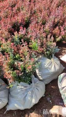 高度45厘米紫叶小檗