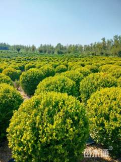 冠幅65厘米小叶黄杨球