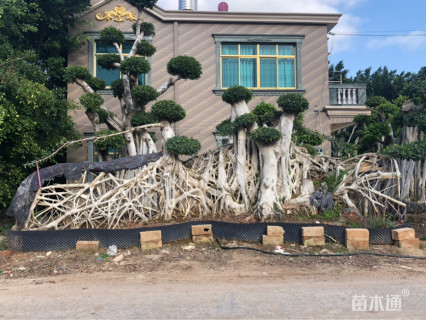 造型小叶榕
