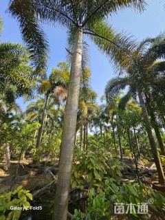 裸干高600厘米椰子