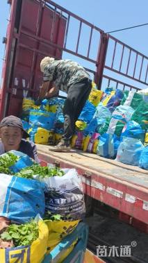 高度30厘米金山绣线菊