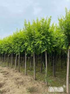 6公分中华金叶榆