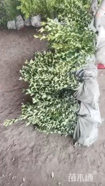 高度90厘米大叶黄杨