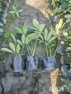 高度25厘米鸭脚木