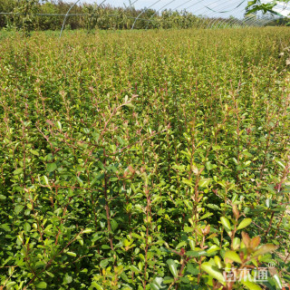 高度40厘米小丑火棘小苗