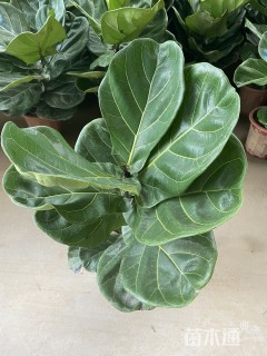 高度50厘米琴叶榕