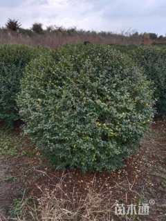 冠幅200厘米小叶女贞球