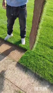 草皮