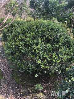 冠幅180厘米瓜子黄杨球