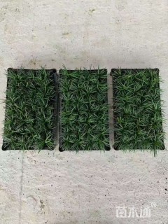 高度30厘米玉龙草