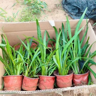 高度30厘米蛇鞭菊